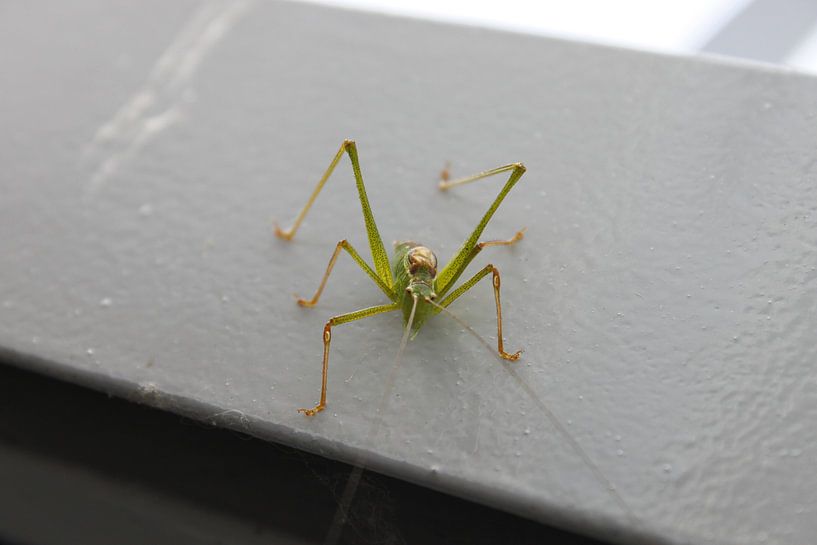grasshopper by Koen Smeets Fotografie