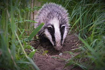 Ein junger Dachs an einem Graben in der Natur von Groningen von dirk brul