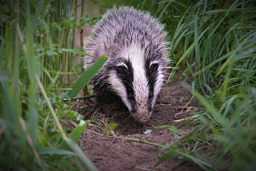A young badger along a ditch in the countryside of Groningen