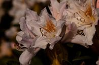 Volledig uitgebloeide rododendron bloem in al zijn glorie van Harald Schottner thumbnail