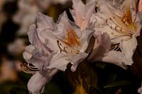 Volledig uitgebloeide rododendron bloem in al zijn glorie