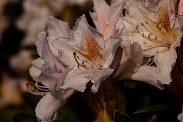 Volledig uitgebloeide rododendron bloem in al zijn glorie van Harald Schottner