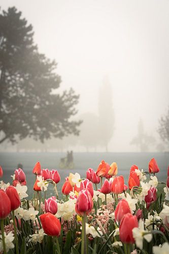 Des tulipes au Rheinpark de Cologne