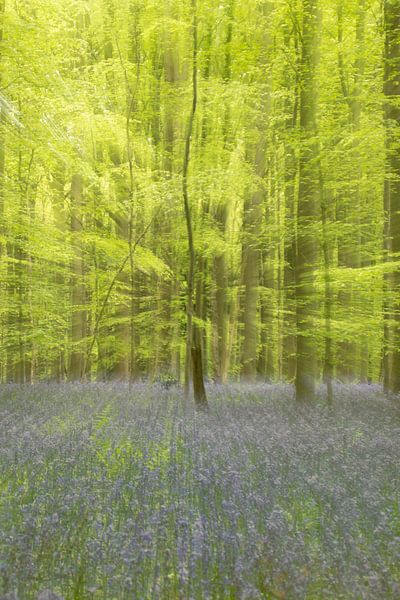 Bluebells in Hallerbos by Sven Scraeyen