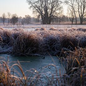 Weiland en bomen in de winter, landschapsopname in de ochtend van Fotos by Jan Wehnert