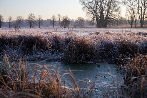 Weiland en bomen in de winter, landschapsopname in de ochtend