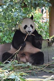 Panda von Esther