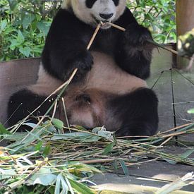 Panda von Esther