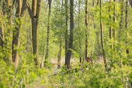 Réserve naturelle de la forêt riveraine « De Avelingen » à Gorinchem sur Petra Kilwinger