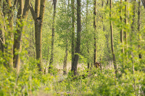 Doorkijkje Rivierbos natuurgebied  De Avelingen Gorinchem