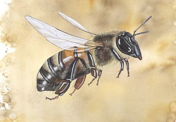 Honigbiene im Flug von Jasper de Ruiter