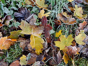 herfstbladeren in het gras