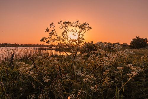 Gros plan sur du persil à vache le long du Rhin.