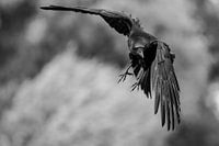 Kraai in vlucht - Déjà vu