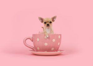 Kelch von Chihuahua