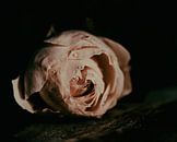 rosa von Saskia Schotanus Miniaturansicht
