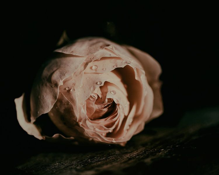 rosa von Saskia Schotanus
