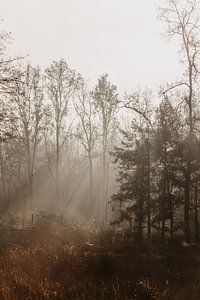 Winterliches Sonnenlicht