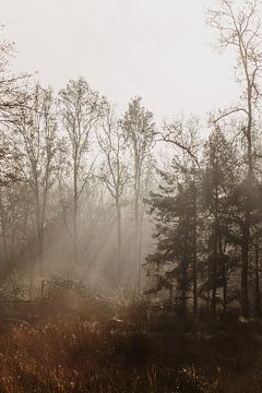 Winterliches Sonnenlicht von Joke van Veen