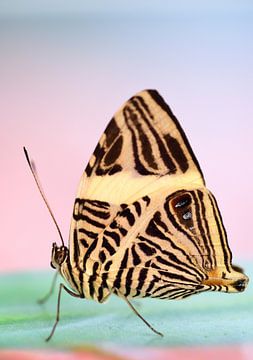 Vlinder van Ulrike Leone