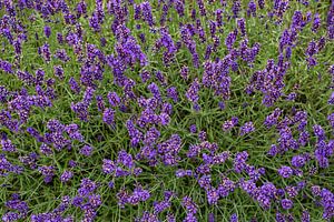 Lavendel