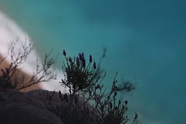 Natur von Ellen Kloet