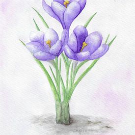 Crocuses by Sandra Steinke