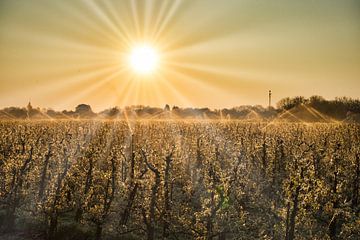 Morgenzon boven de boomgaard