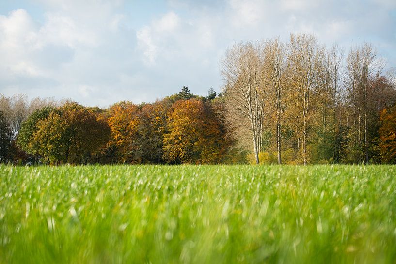 In the middle of the grass I look at the trees that are getting autumn colors by Michel Geluk
