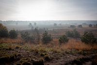 Mist op de hei