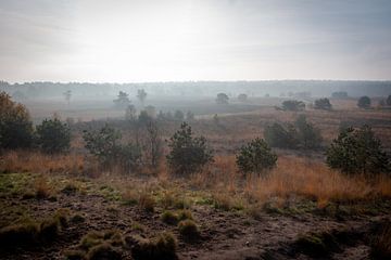 Mist op de hei van Suzanne Schoepe