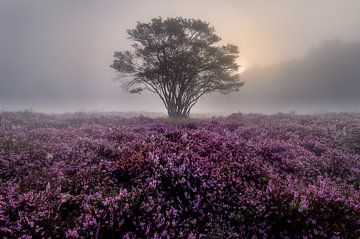 Bloeiende heide in mist van Thijs Friederich