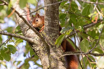 Ecureuil dans un arbre sur Bas Groenendijk