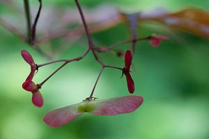 Fruit ailé de l'érable du Japon