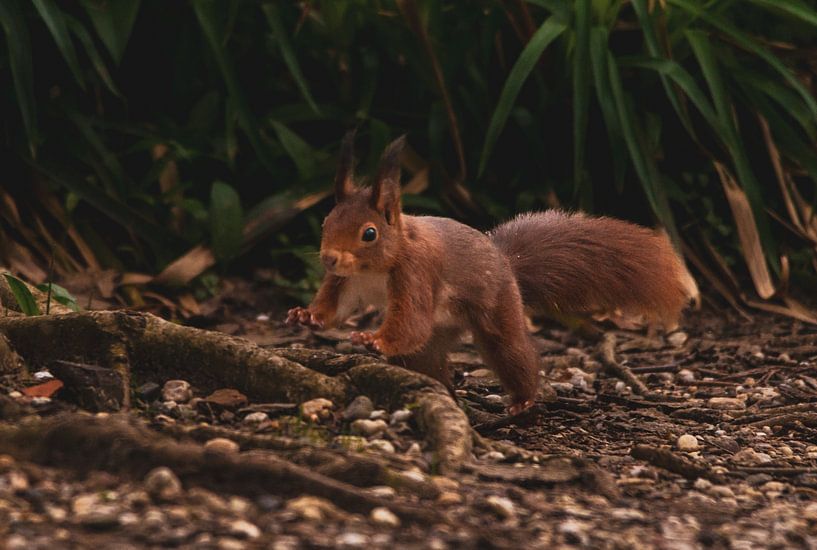 Rotes Eichhörnchen von Daniëlle Langelaar Photography
