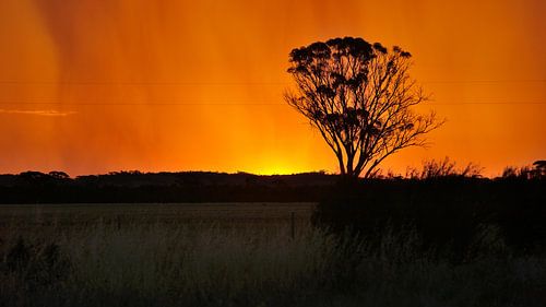 Eenzame boom bij zonsondergang