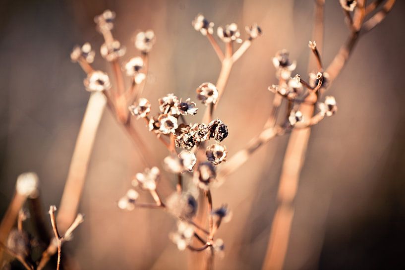 Drought by Leonie Wagenaar