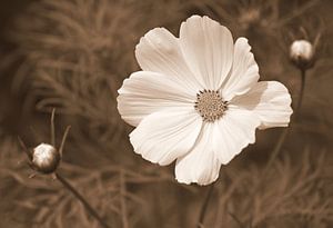Cosmea in Sepia