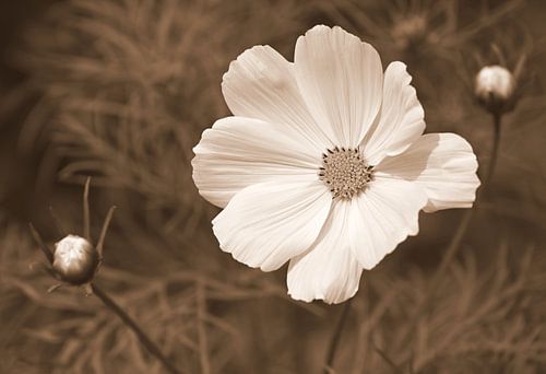 Cosmea in sepia