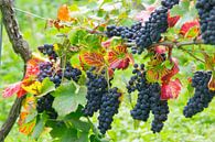 Rijpe druiven in de Elzas van Tanja Voigt thumbnail