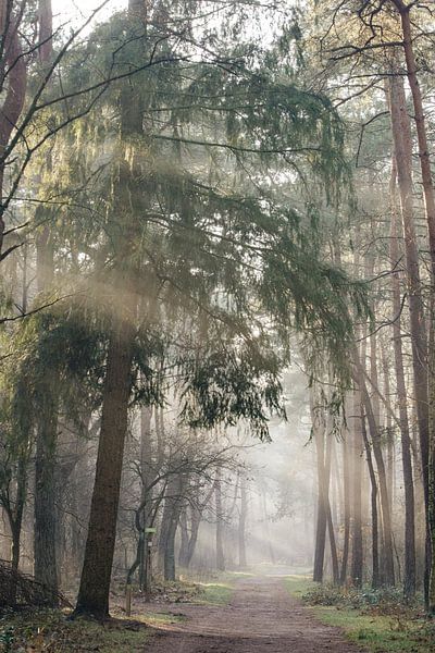 Mistige ochtend in het Zeisterbos! van Peter Haastrecht, van