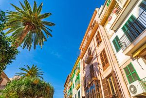 Palma de Mallorca, mediterrane Häuser mit Palmen