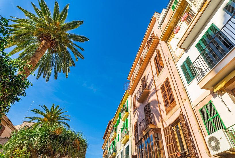 Palma de Majorca, mediterranean houses with palm trees by Alex Winter