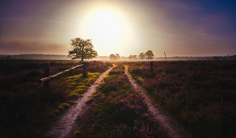 La bruyère au lever du soleil par Jeroen Mondria