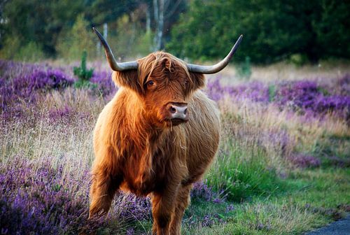 Een schotse hooglander op de heide bij Hooghalen.