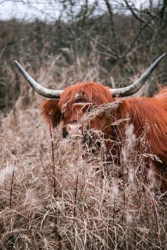 Scottish Highlanders in the amsterdam forest