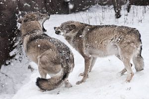 Wütender Kampf der Wölfe, grinsende Zähne, schnelle Bewegungen, Wut und Zorn. Im Winter schneit es,  von Michael Semenov