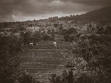 View over the rice fields in Bali Indonesia by Bianca  Hinnen