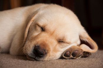 slapend blond labrador puppy