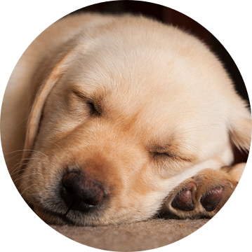slapend blond labrador puppy van Annelies Cranendonk